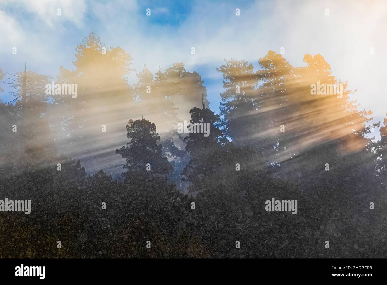 Morgennebel und Regen im Wald von Prim Creek Redwoods State Park, Redwood National and State Parks, Kalifornien, USA Stockfoto