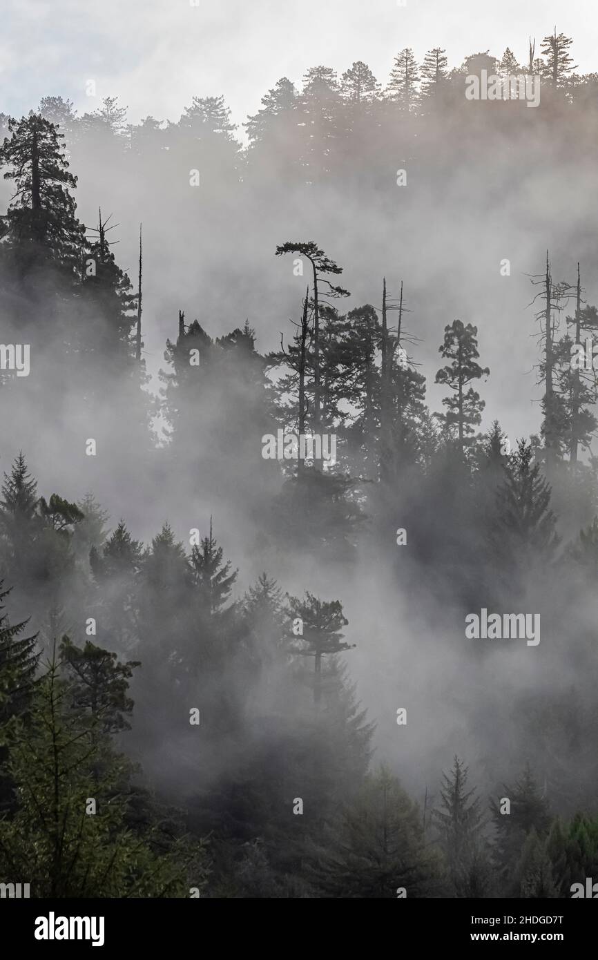 Morgennebel im Wald des Prearim Creek Redwoods State Park, Redwood National and State Parks, Kalifornien, USA Stockfoto