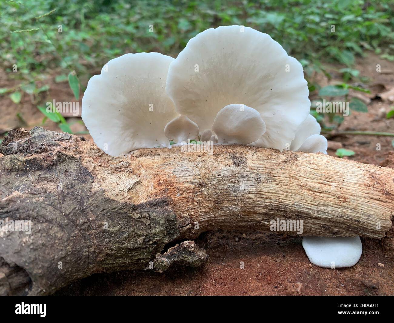 Nahaufnahme von großen weißen Austernpilzen, die auf einem Baumwald im Wald wachsen Stockfoto