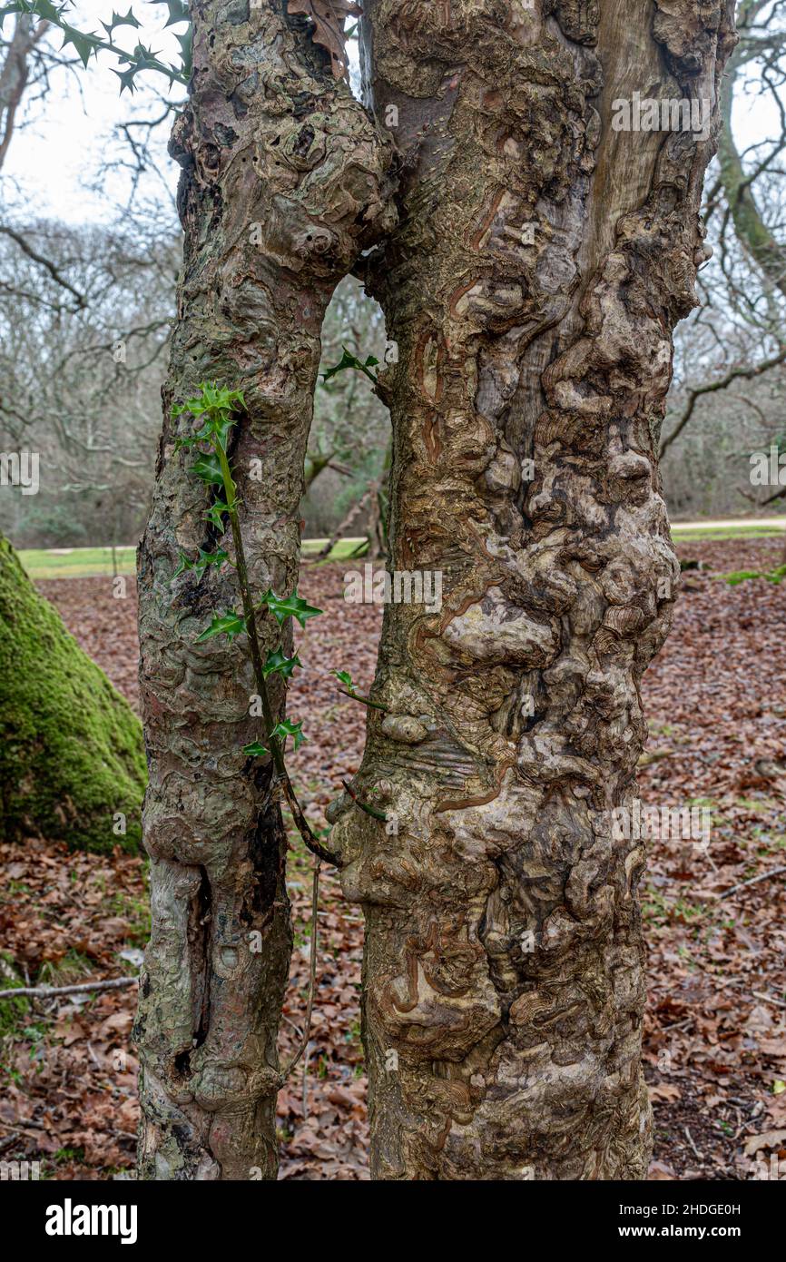 Nahaufnahme von Stechpalmrinde (Ilex aquifolium) mit knobbligen Wucherungen im New Forest, Hampshire, England, Großbritannien Stockfoto