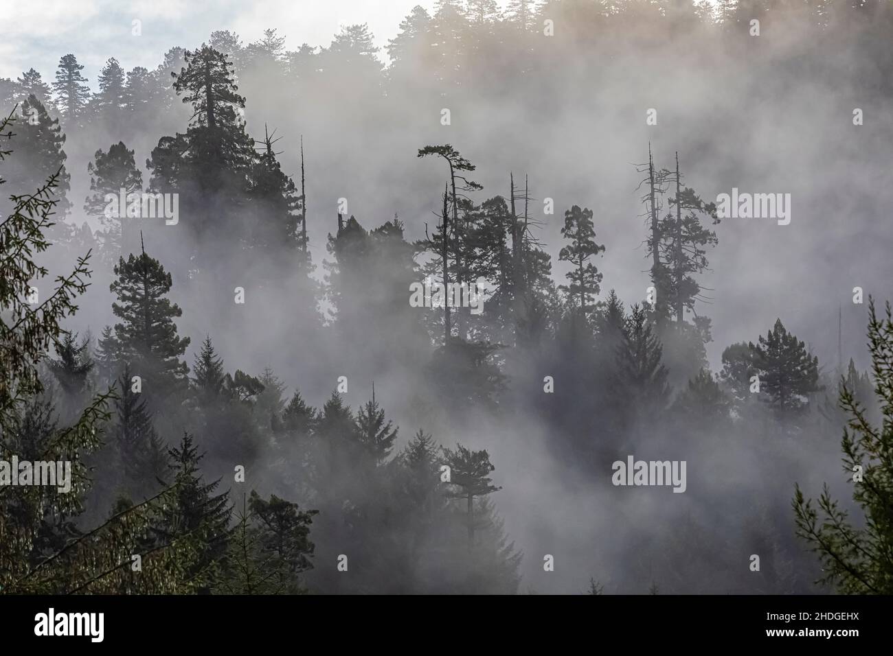 Morgennebel im Wald des Prearim Creek Redwoods State Park, Redwood National and State Parks, Kalifornien, USA Stockfoto