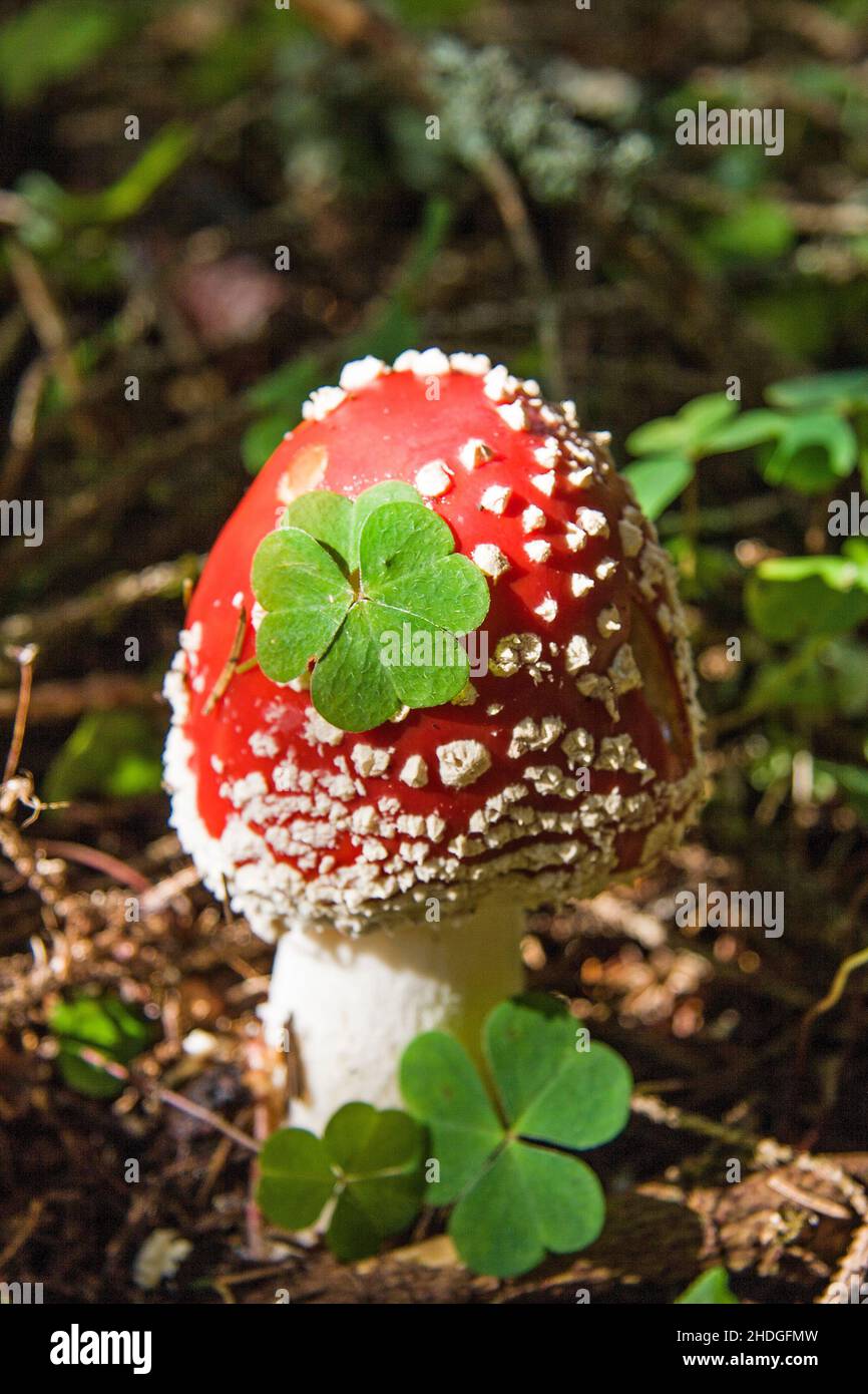 Kleeblatt, Fliege Agaric, Kleeblätter, Fliege Agarics Stockfoto