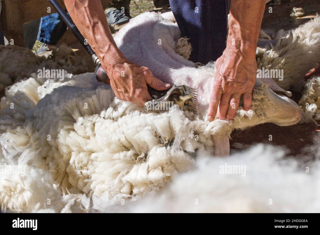 Schafe, Schafe scheren, Schafe Stockfoto
