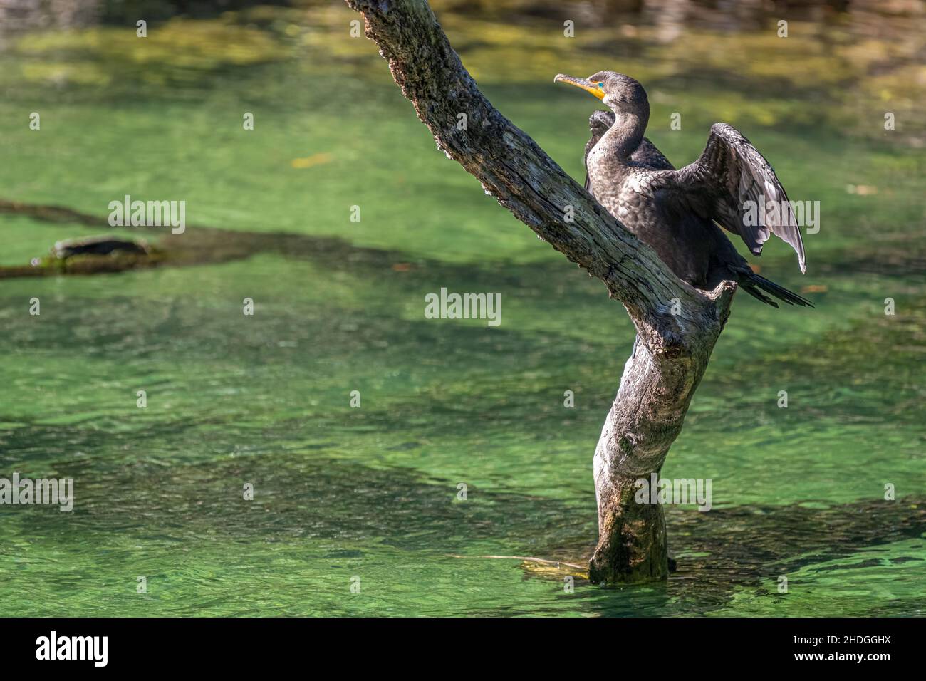 Doppelcrestkormoran (Phalacrocorax auritus), der auf einem Baumzweig sonnen kann, der aus dem Blue Spring Run im Blue Spring State Park in Florida herausragt. Stockfoto