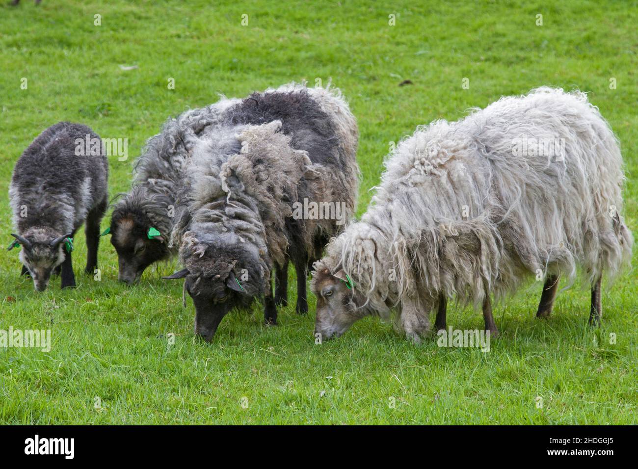 Schafe, Winterpelze, Schafe, Winterpelze Stockfoto