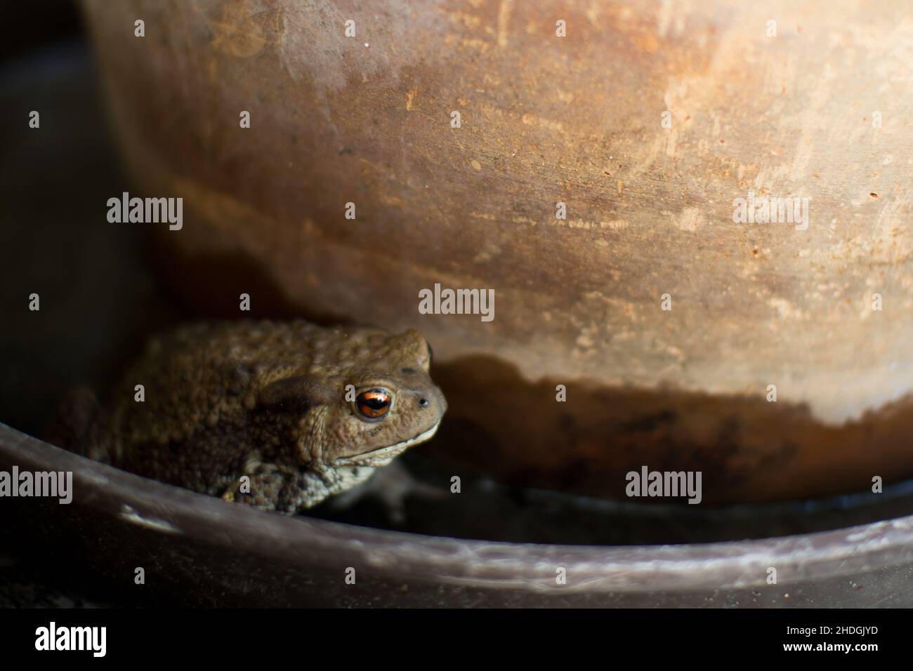Kröte, Kröten Stockfoto
