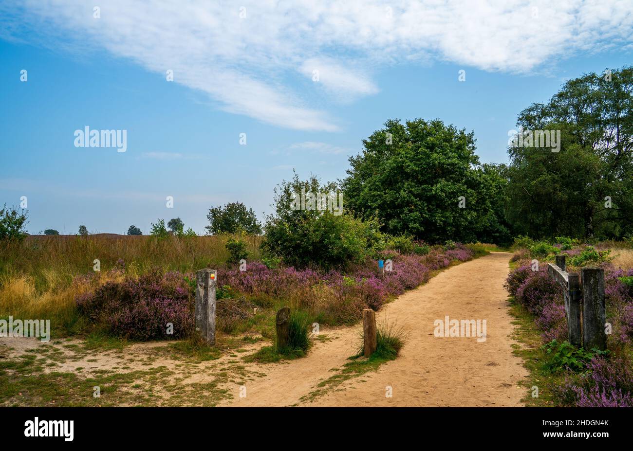 Überquerung von Feldwegen mit Büschen und Heide Stockfoto