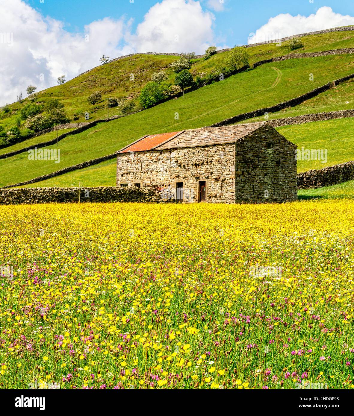 Wilde Blumen auf den Wiesen am Muker, in Swaledale. Stockfoto