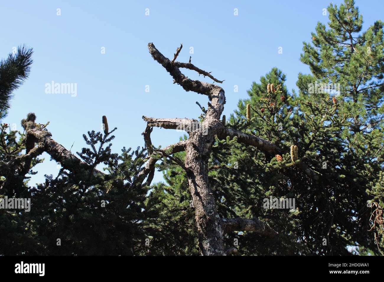 Natur Griechenland Stockfoto