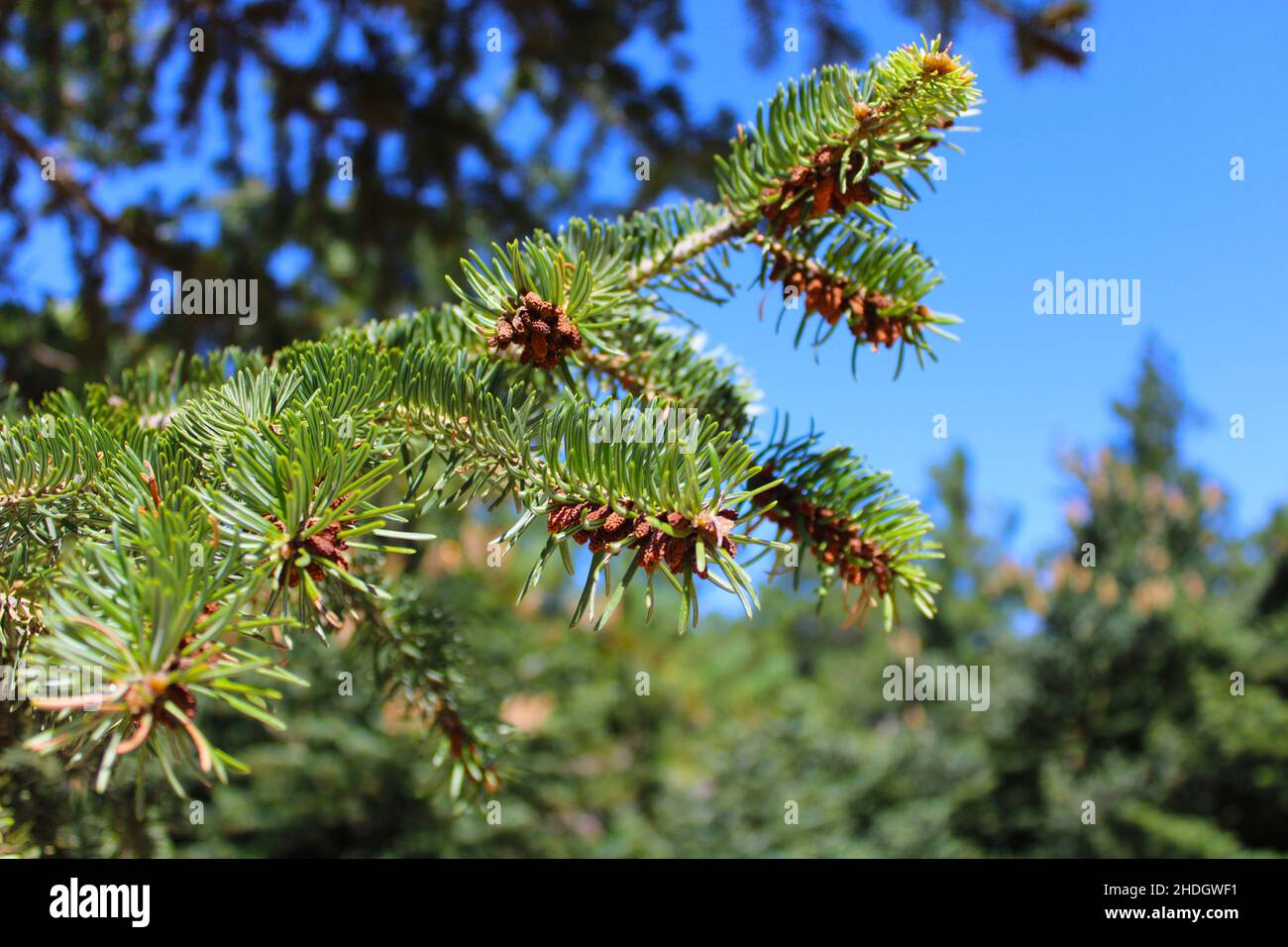 Natur griechenland Stockfoto