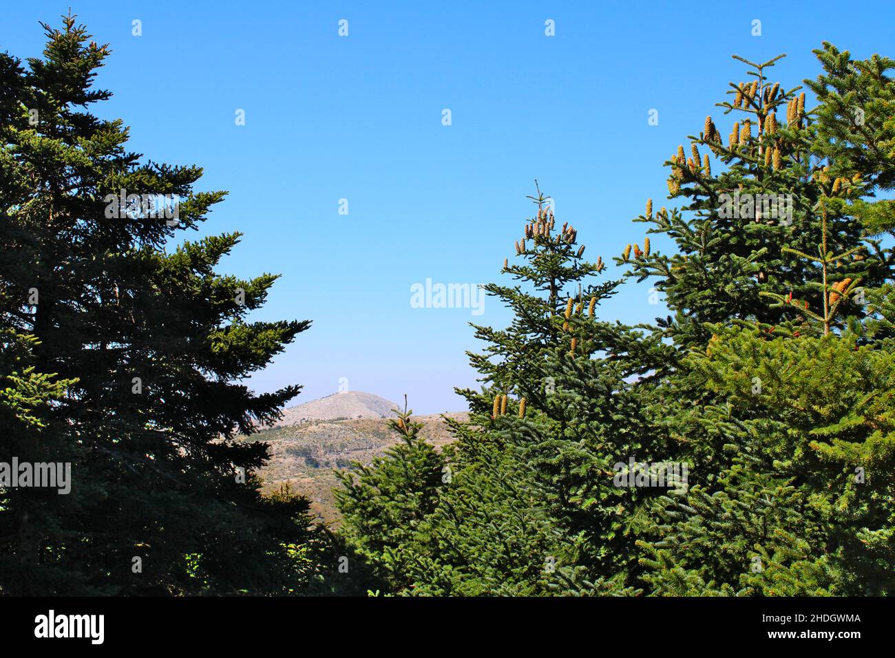 Natur Griechenland Stockfoto