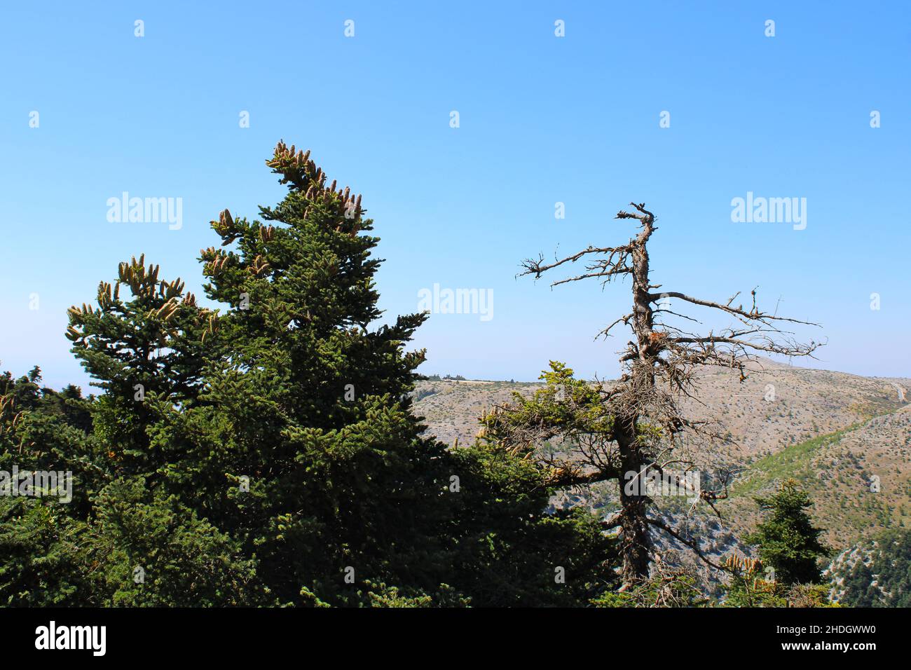 Natur Griechenland Stockfoto
