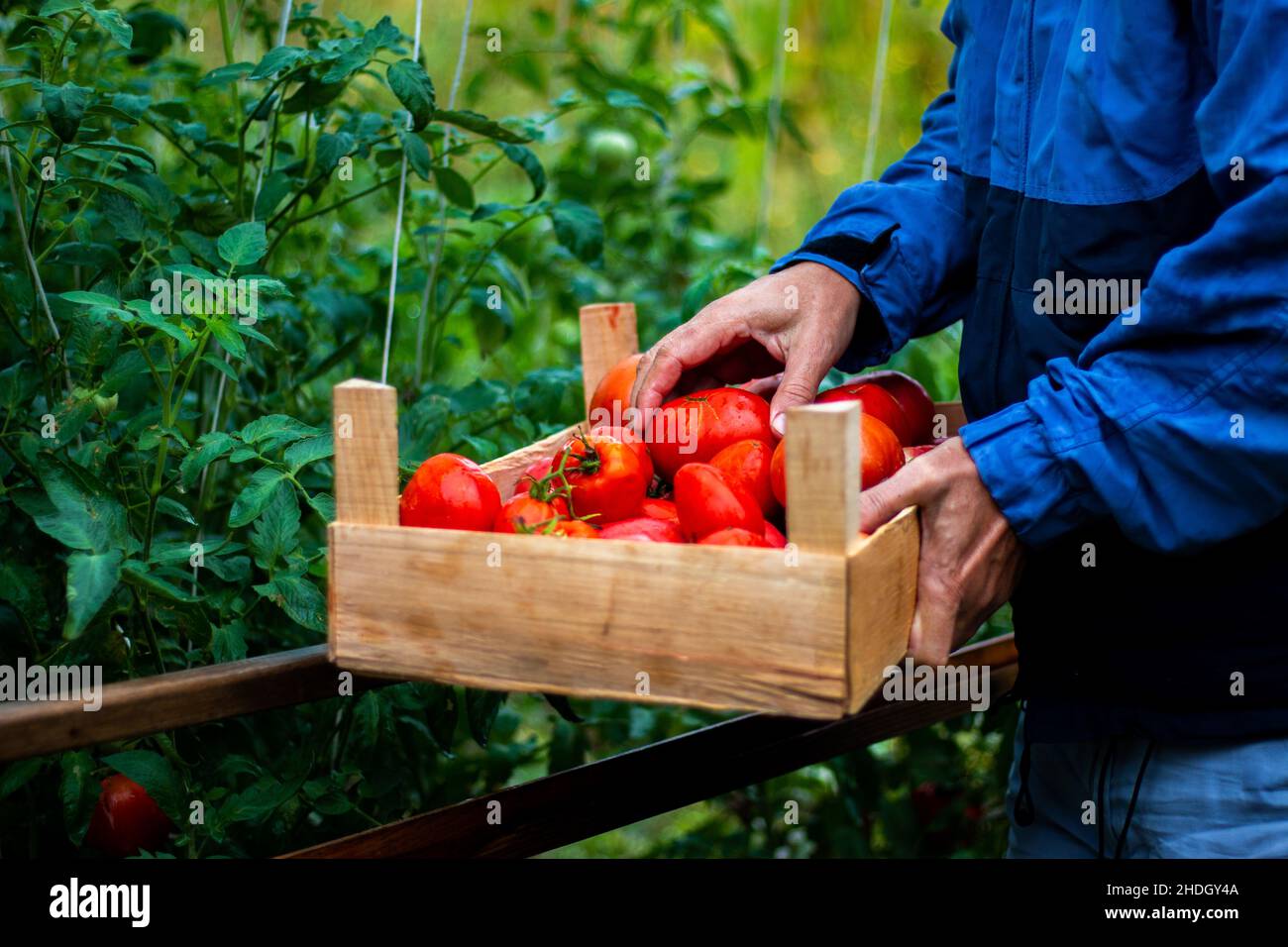 Ein Bauer sammelt in seinem Gewächshaus Bio-Tomaten Stockfoto