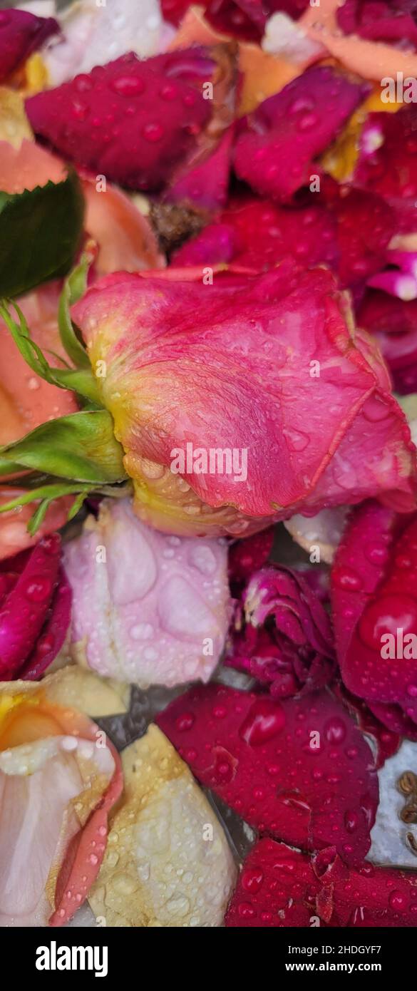 Bunte Rosen und verstreute Rosenblätter aus einem verblassten Strauß, nass mit Tropfen Regen. Stockfoto