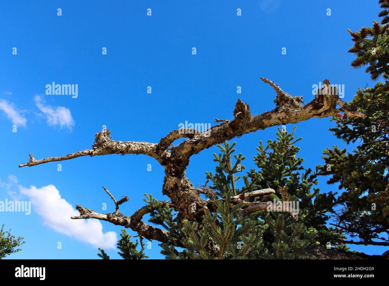 Natur Bäume griechenland Planet Himmel Äste Stockfoto