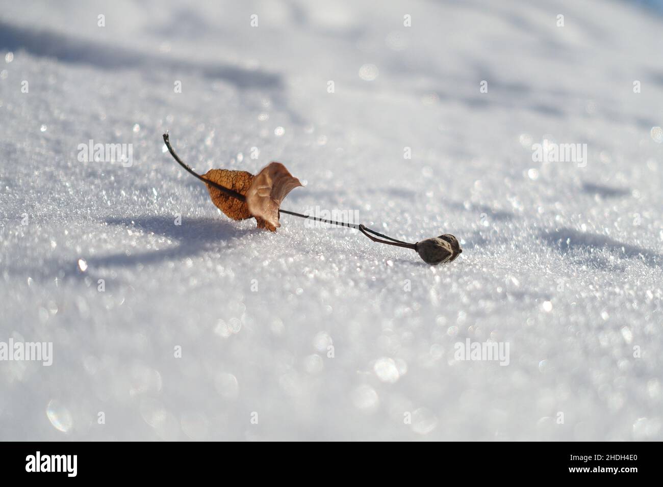 Winter, tilia, Winter, Linden, Linden, Tilien Stockfoto