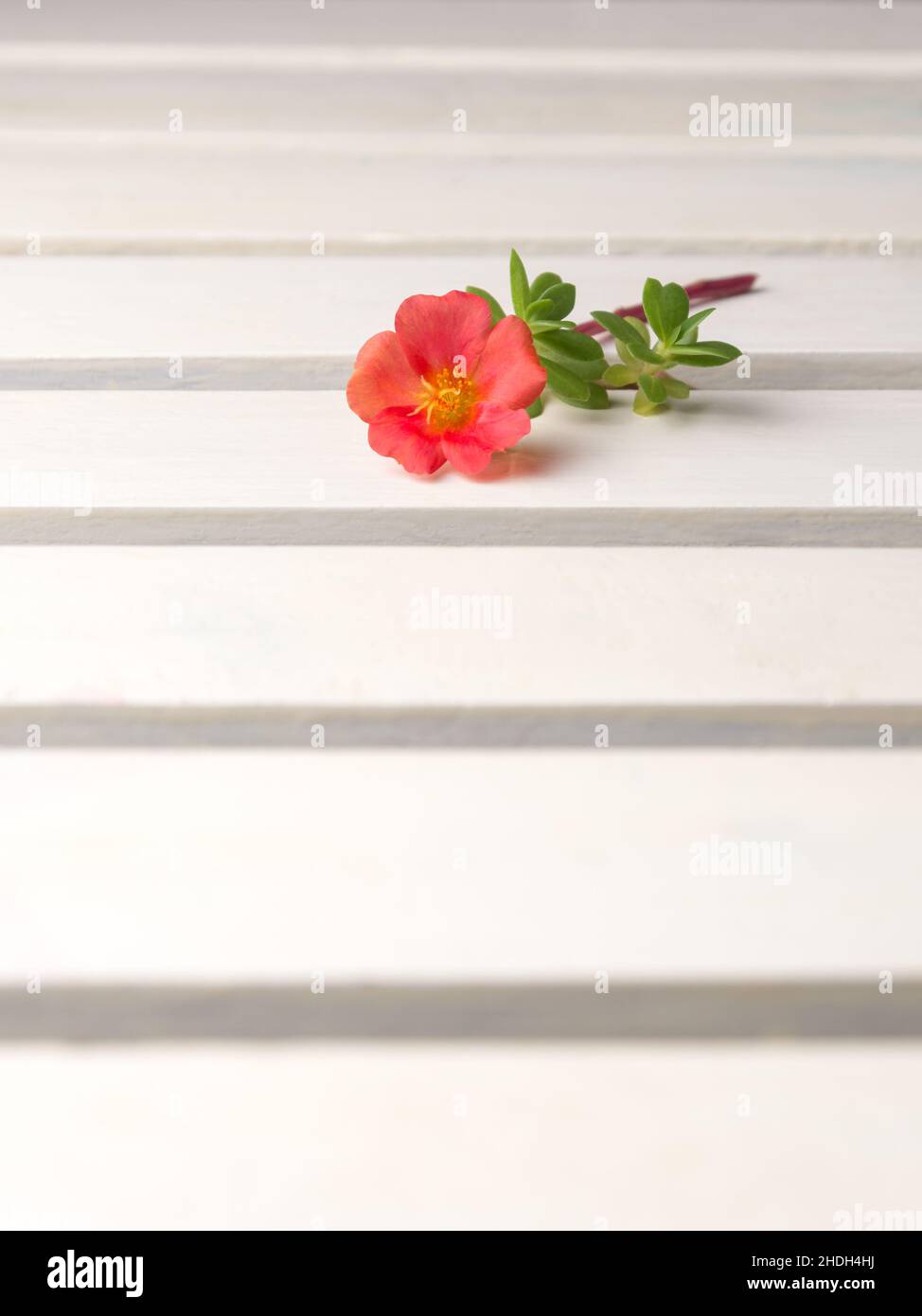 Moosrose oder mexikanische Rose, rote Blume auf einer weißen Tischoberfläche, aufgenommen in geringer Schärfentiefe mit Kopierraum Stockfoto