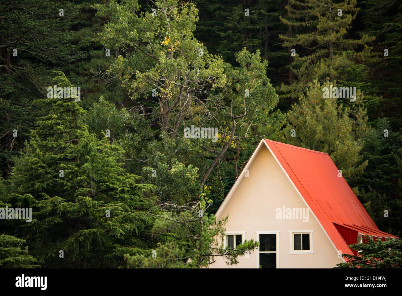 Schönes Ferienhaus mit rotem Dach inmitten eines dichten Pinienwaldes. Hintergrund Tapete. Stockfoto