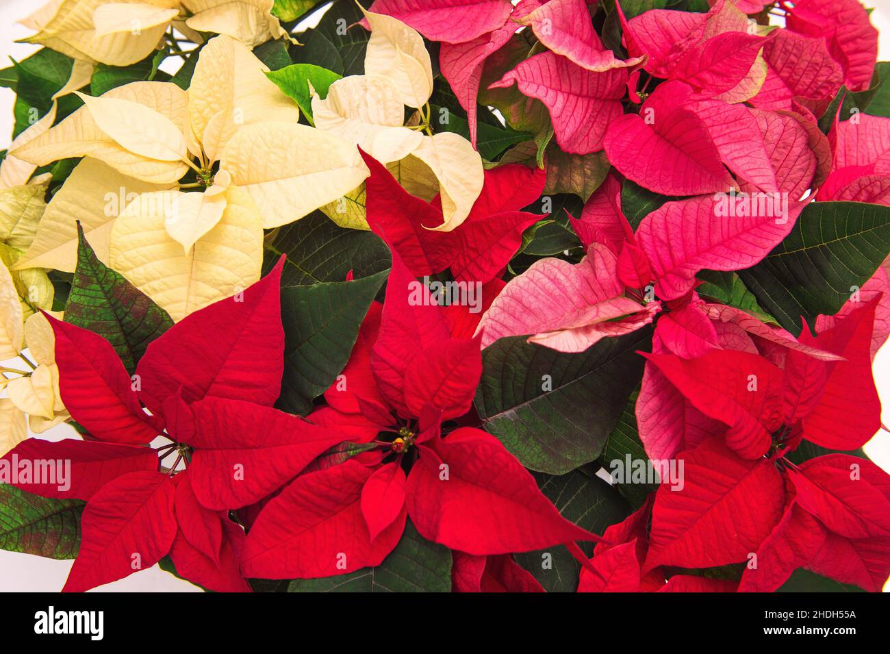 Rot rosa gelbe Weihnachtssterne. Weihnachtsblume. Florale festliche Hintergrund Stockfoto