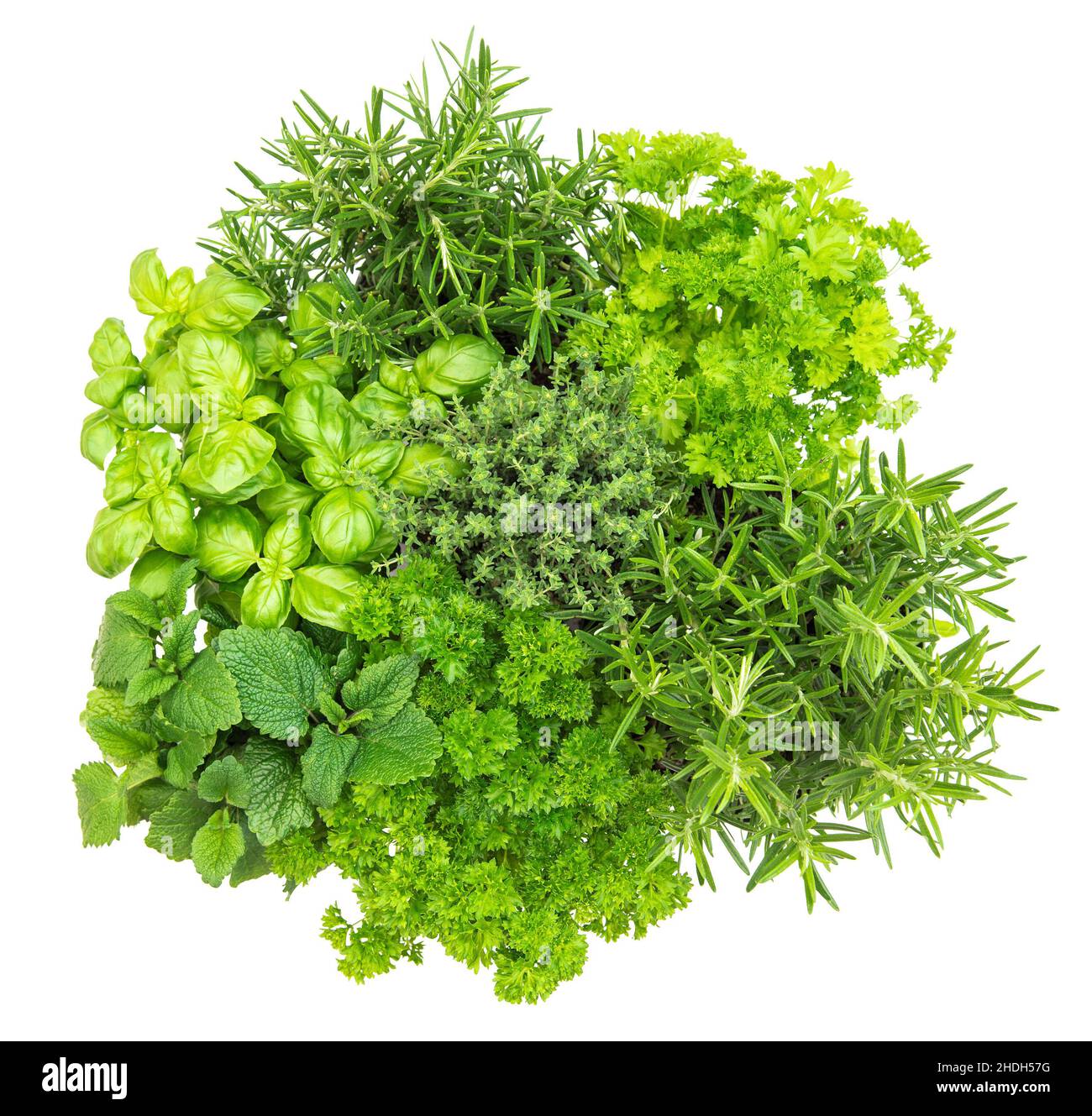 Küchenkräuter frische grüne Pflanzen Basilikum, Rosmarin, Thymian, Minze, Petersilie Stockfoto