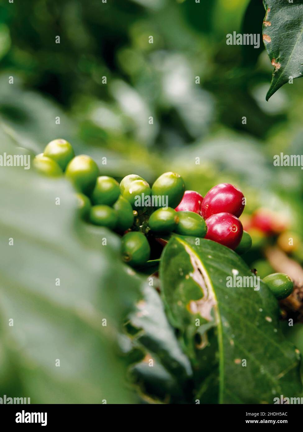 Frucht der kaffeepflanze -Fotos und -Bildmaterial in hoher Auflsung  Alamy