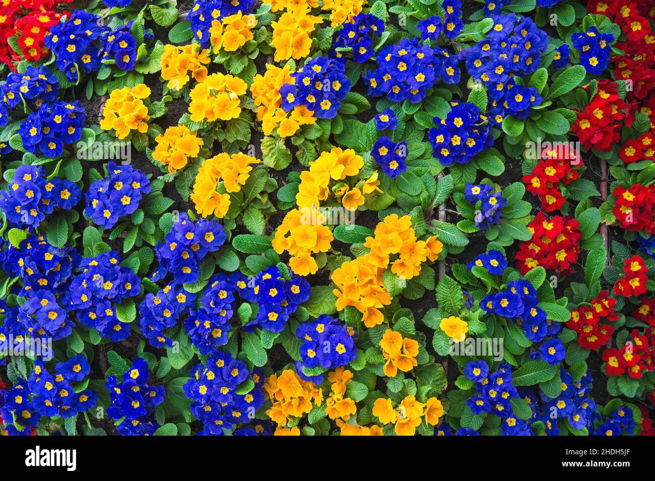 Farbenfrohe Frühlings-Primeln. Primula blüht. Blumen Natur Hintergrund Stockfoto