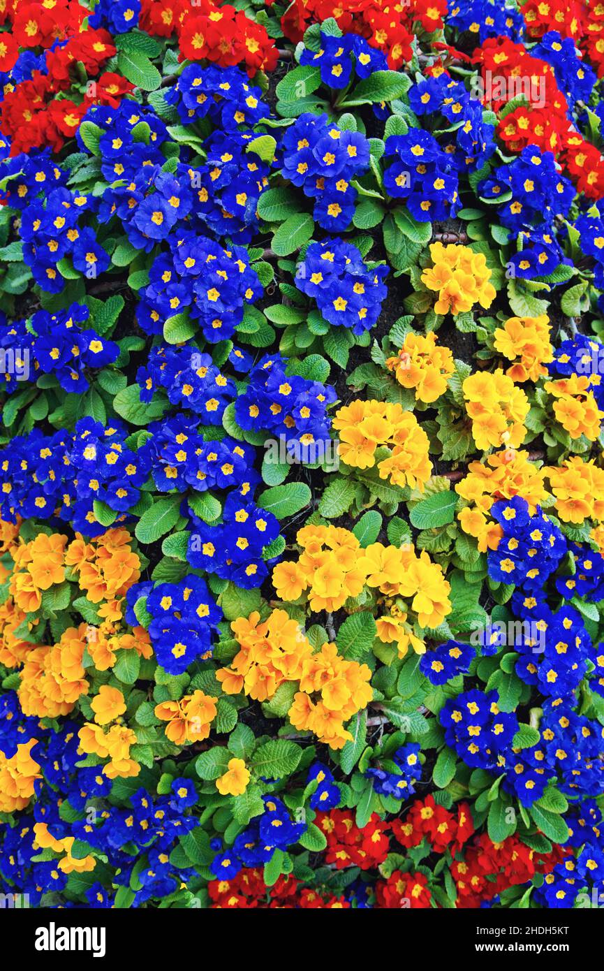 Primula blüht. Farbenfrohe, frische Frühlings-Primeln. Floraler Hintergrund Stockfoto