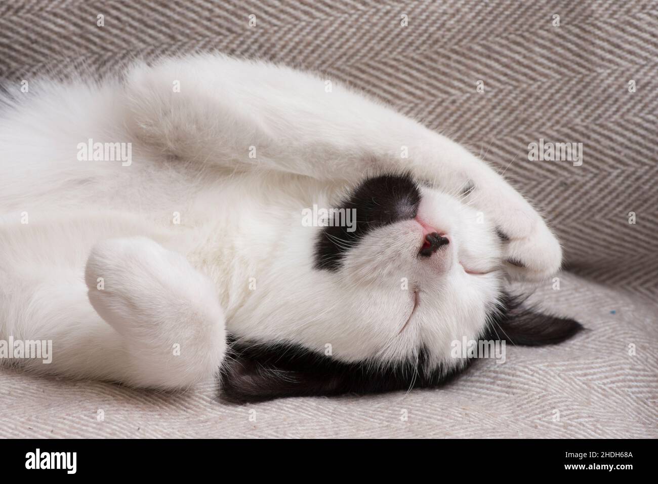 Niedliche schwarz-weiße Katze schläft mit Pfote über Gesicht, Kätzchen schlafen, ungewöhnliche Markierungen mit schwarzem Kinn, Stockfoto