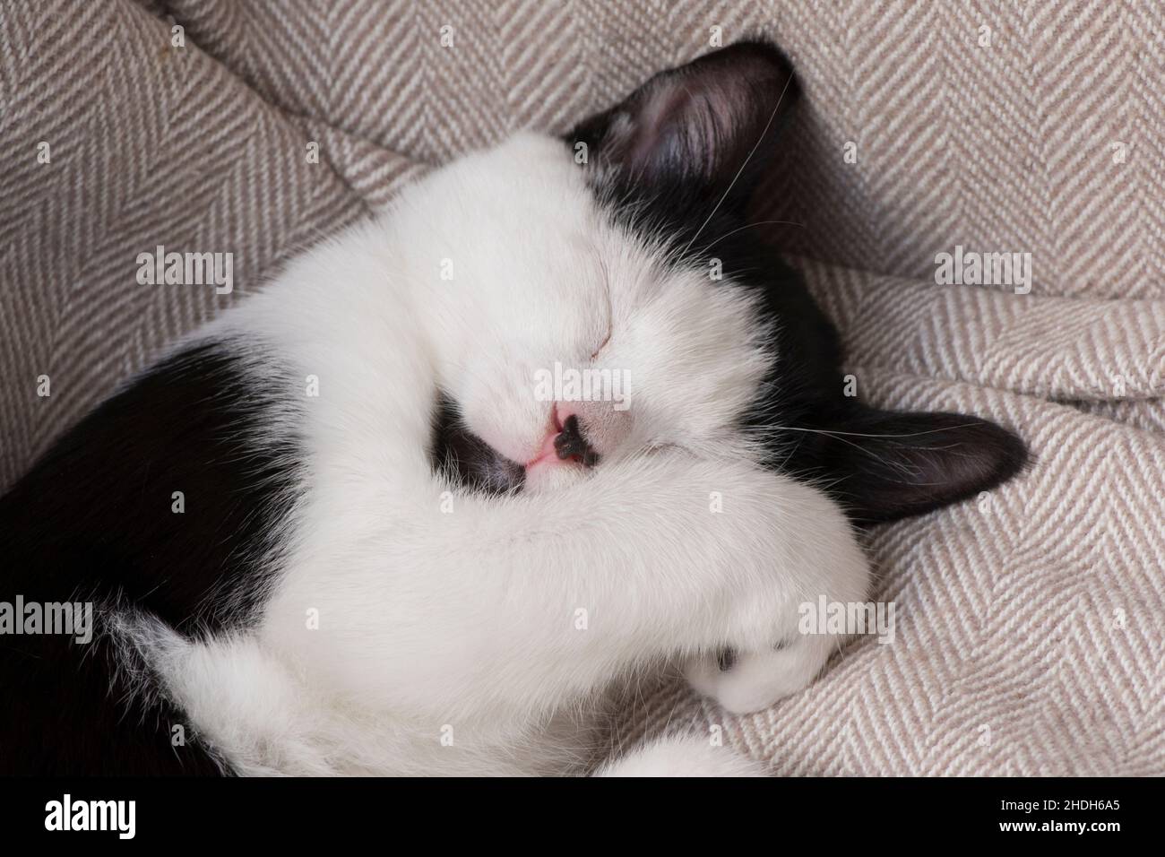 Niedliche schwarz-weiße Katze schläft mit Pfote über Gesicht, Kätzchen schlafen, ungewöhnliche Markierungen mit schwarzem Kinn, Stockfoto