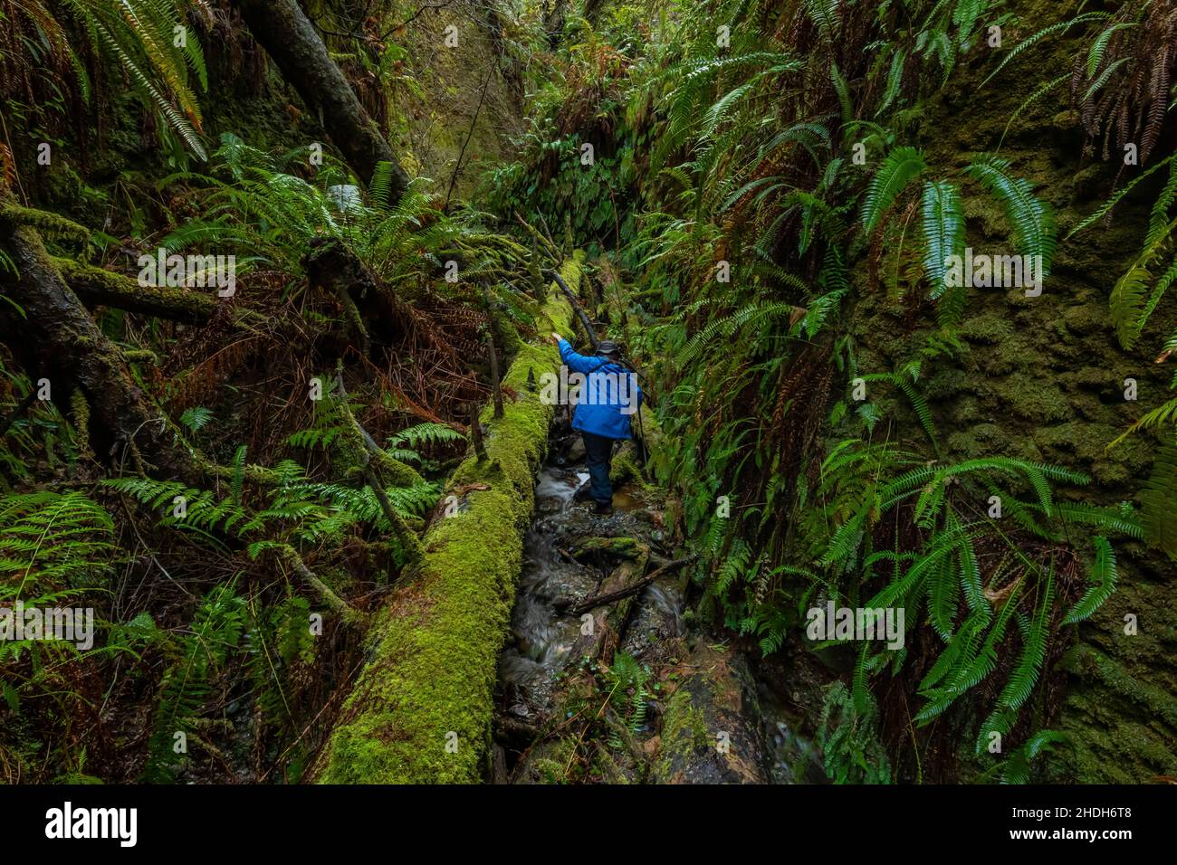 Karen Rentz klettert durch einen steilen Canyon neben dem Fern Canyon im Prarie Creek Redwoods State Park, der zum Redwood National and State Park in Cali gehört Stockfoto