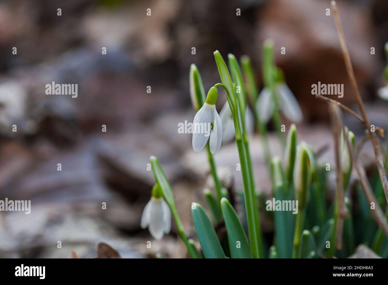 Blumen Schneeglöckchen (Galanthus nivalis). Erste schöne Schneeglöckchen im Frühling. Gewöhnlicher Schneeglöpfen blüht. Sie blüht im Frühlingswald. Schneeglöckchen aus nächster Nähe. Stockfoto