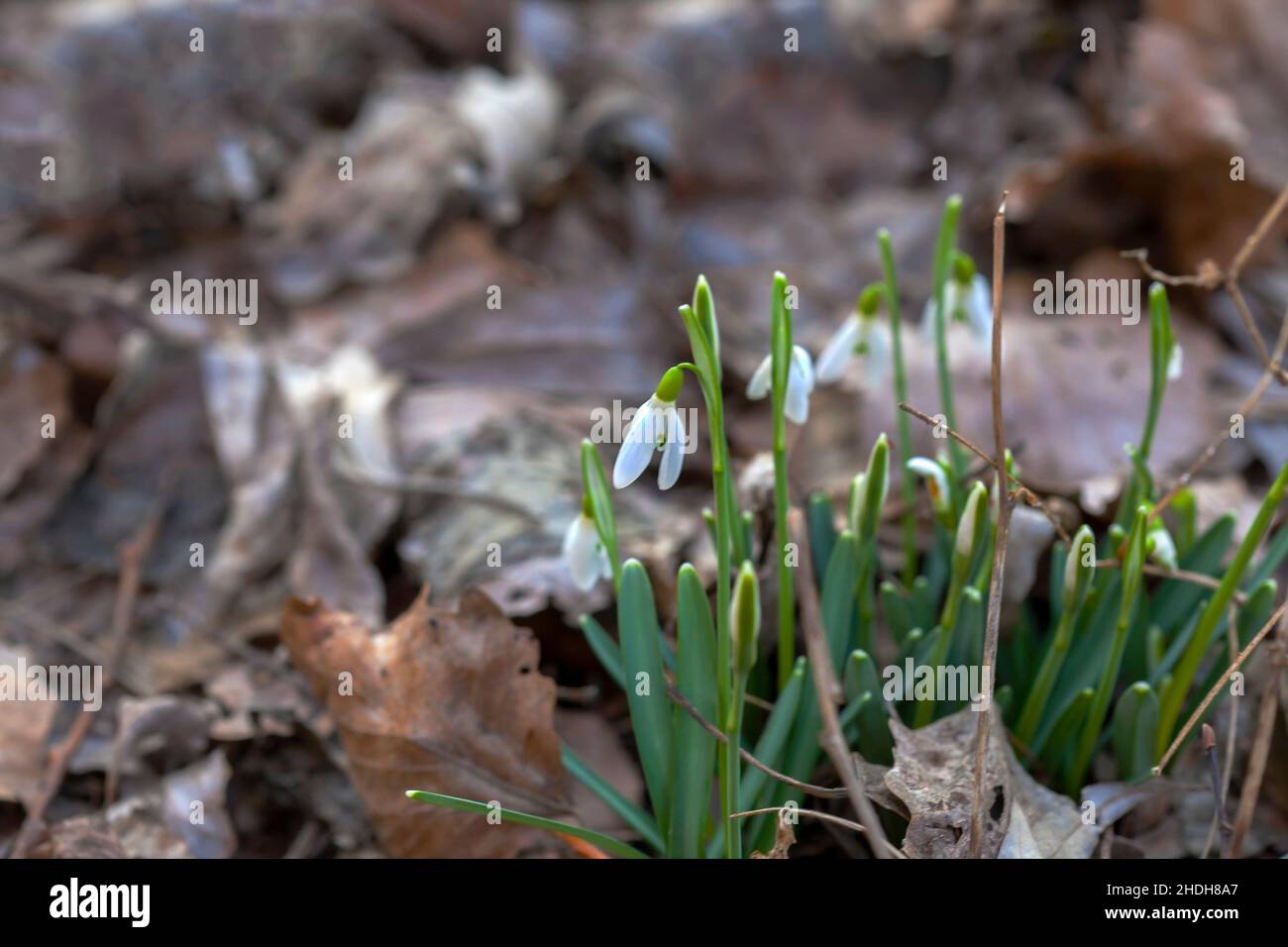 Blumen Schneeglöckchen (Galanthus nivalis). Erste schöne Schneeglöckchen im Frühling. Gewöhnlicher Schneeglöpfen blüht. Sie blüht im Frühlingswald. Schneeglöckchen aus nächster Nähe. Stockfoto