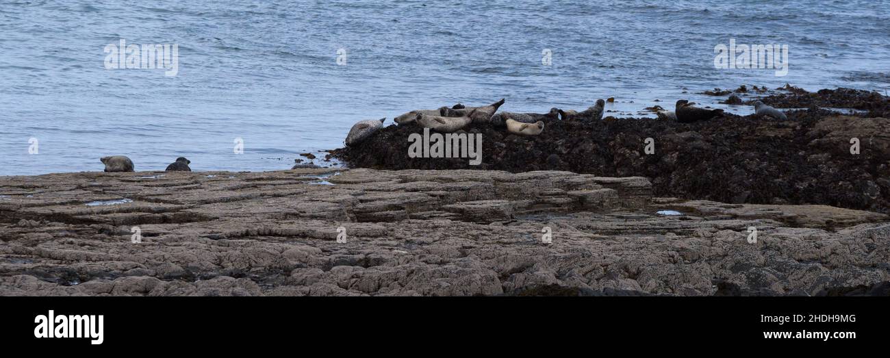 Gray Seals on Rocks bei Brothers Point Skye Panoramic Stockfoto