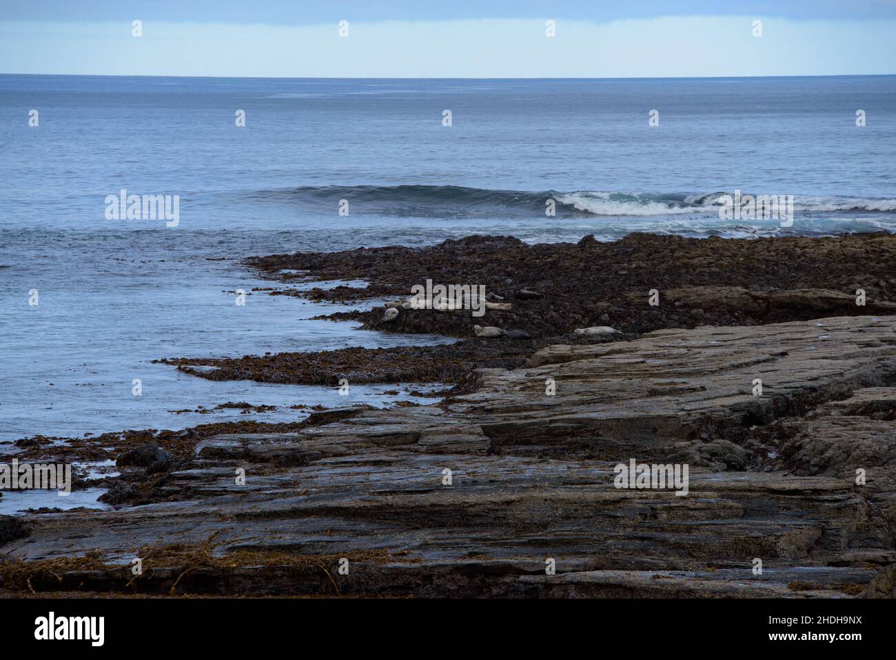 Gray Seals on Rocks bei Brothers Point Skye Stockfoto