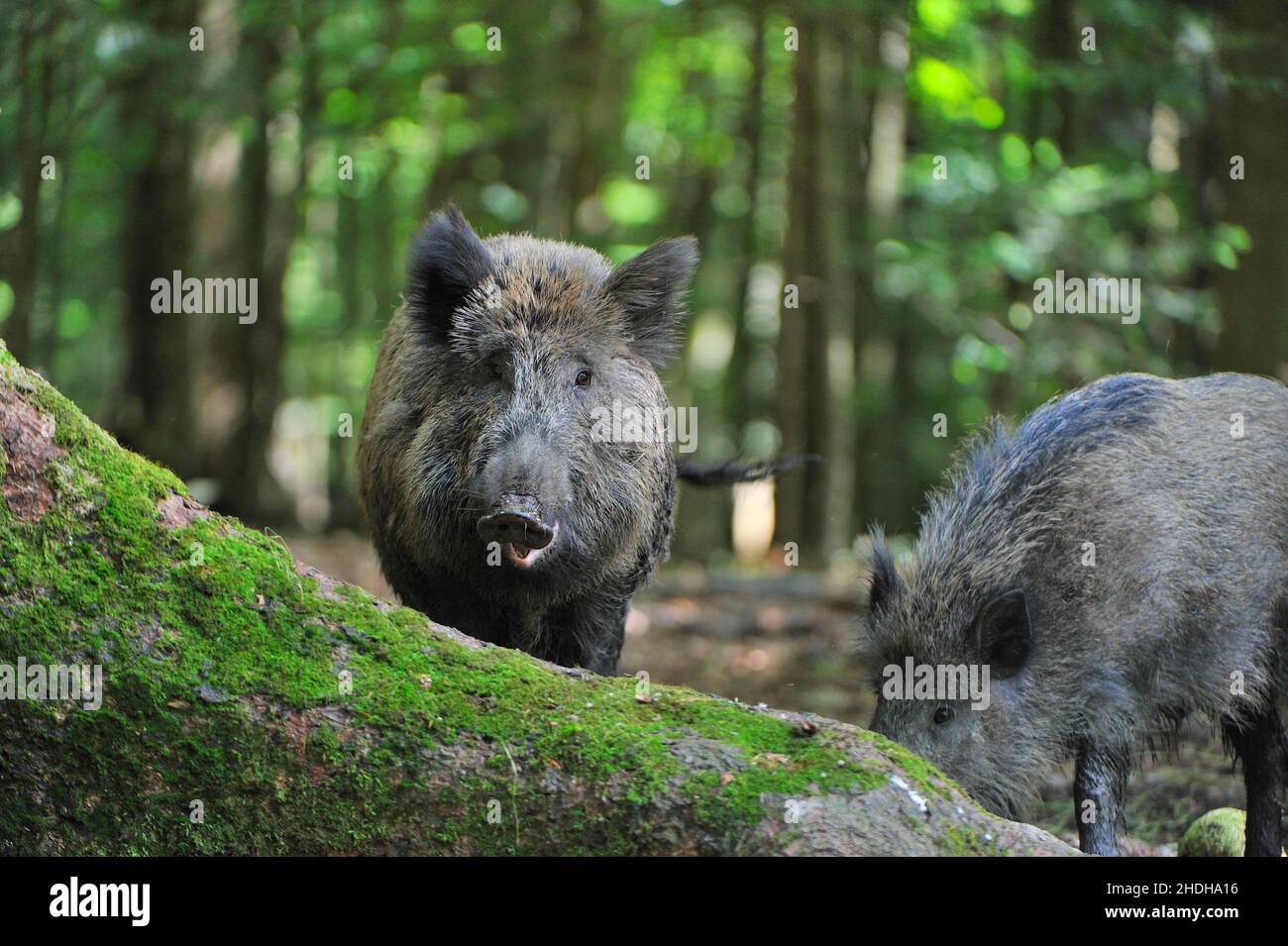 Wildschwein, Wildschweine Stockfoto