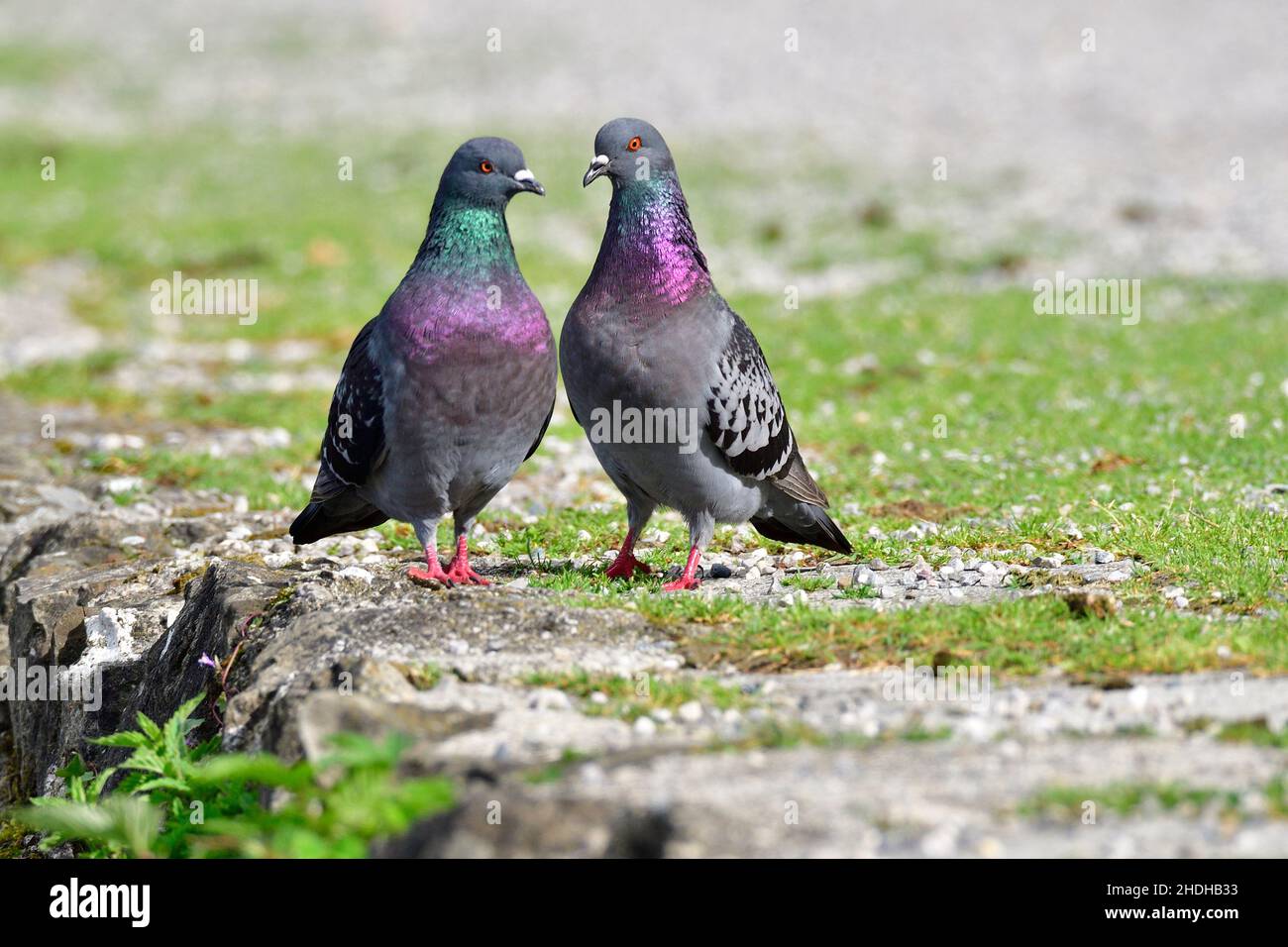 Paar, Steintaube, Paare Stockfoto