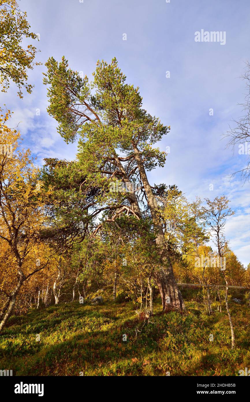 Bäume, Naturschutzgebiet, jämtland, Baum, Naturschutzgebiete, jämtlands Stockfoto