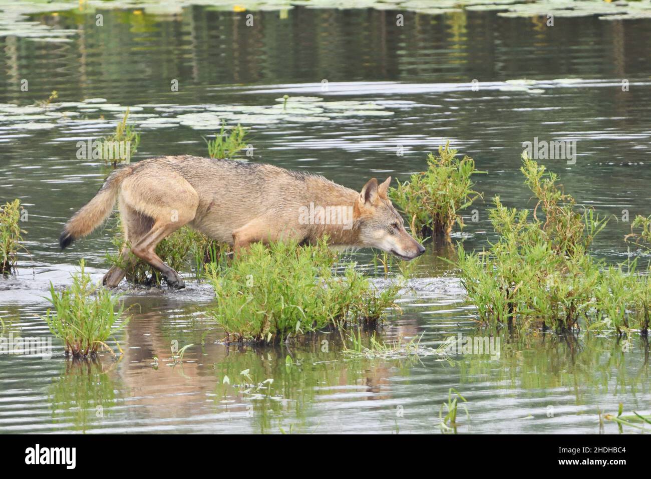 wolf, Wölfe Stockfoto