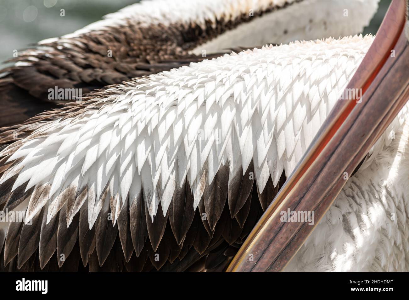 Details und Textur der Pelikan-Feder, Nahaufnahme Stockfoto
