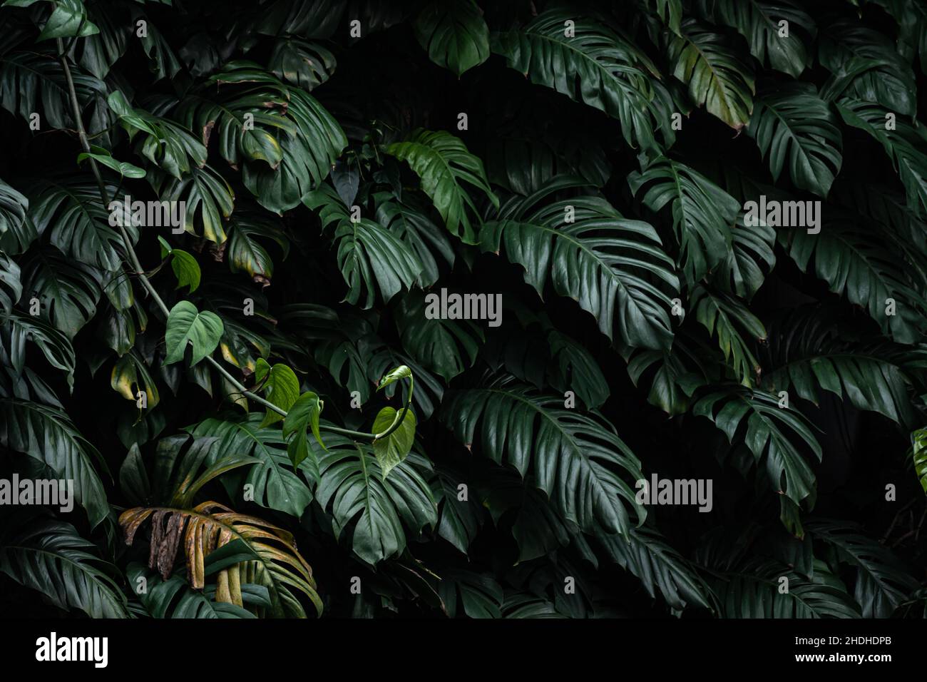 Gruppe von großen grünen Blatt, monstera deliciosa auf dunklen Wald Stockfoto