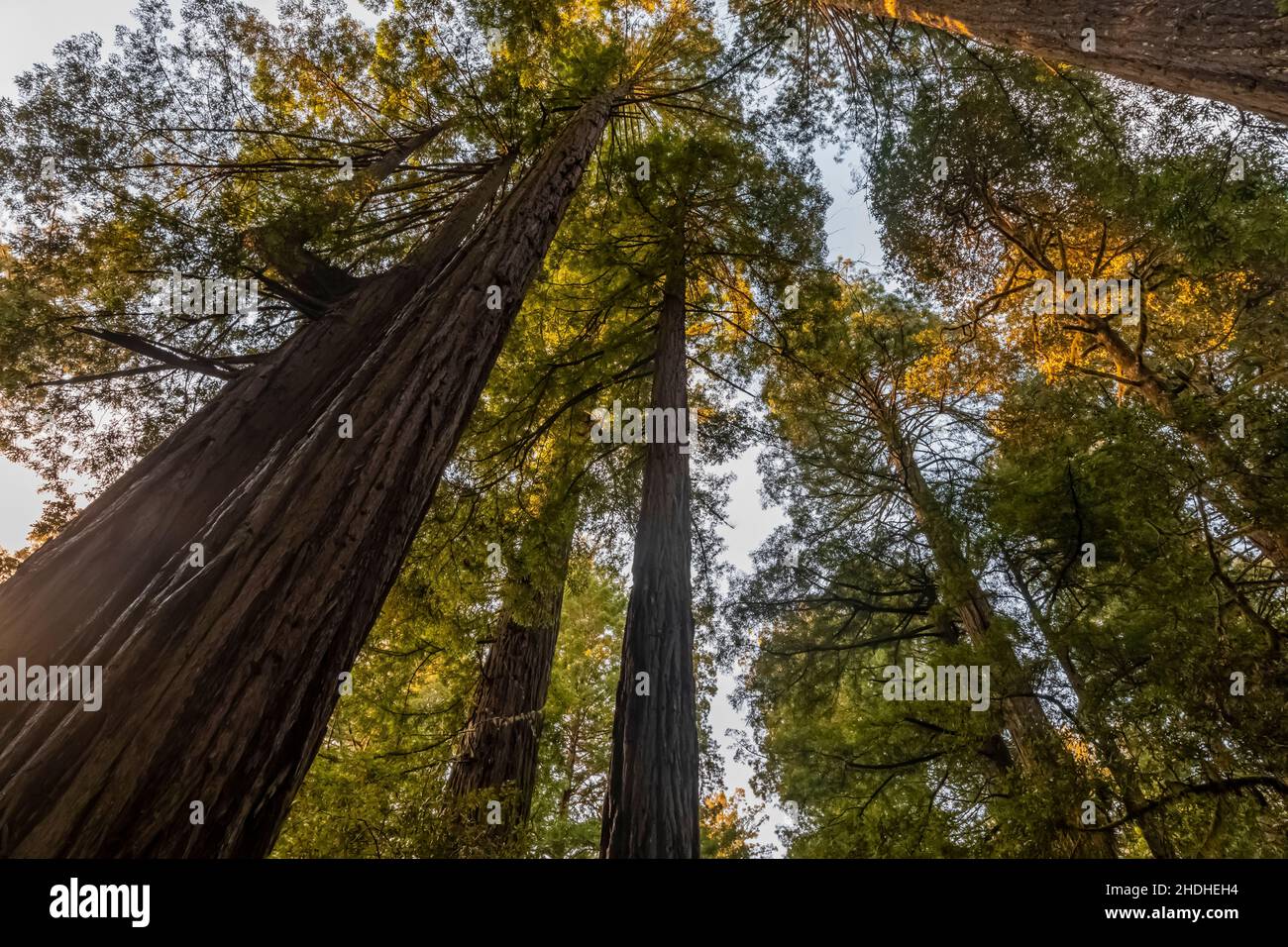 Lady Bird Johnson Grove of Coast Redwoods, Sequoia sempervirens, Redwood National- und State Parks, Kalifornien, USA Stockfoto
