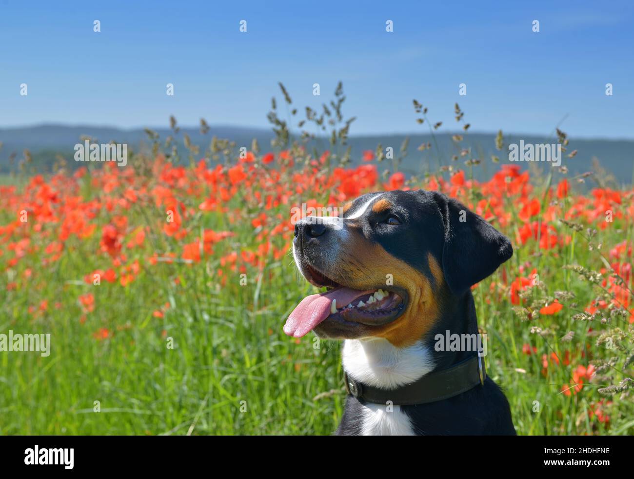 Schäferhund, Schweizer Großhund, Schäferhunde Stockfoto