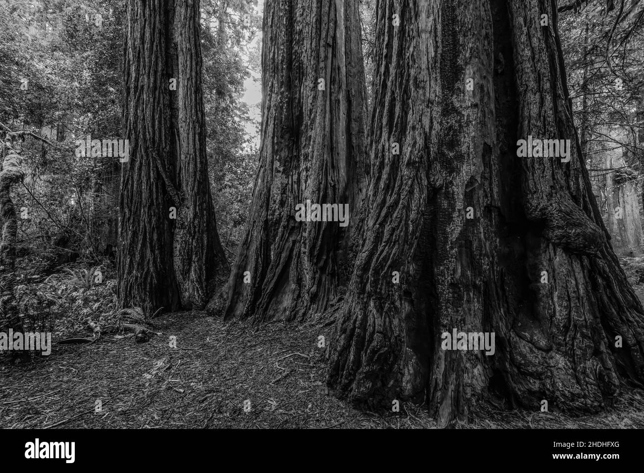 Lady Bird Johnson Grove of Coast Redwoods, Sequoia sempervirens, Redwood National- und State Parks, Kalifornien, USA Stockfoto