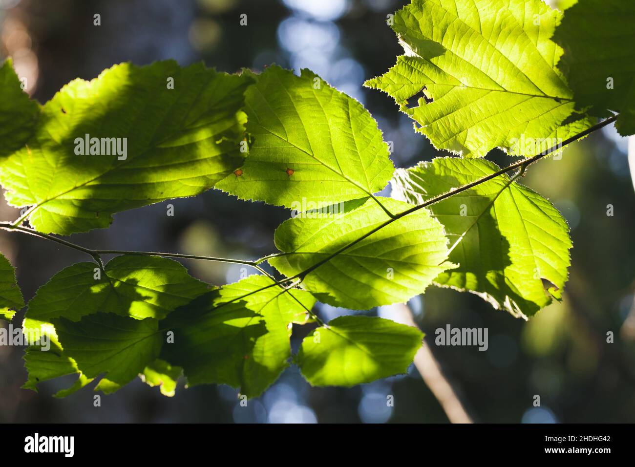 Grüne Baumblätter sind in einem Sonnenlicht, Nahaufnahme natürlichen Foto Stockfoto