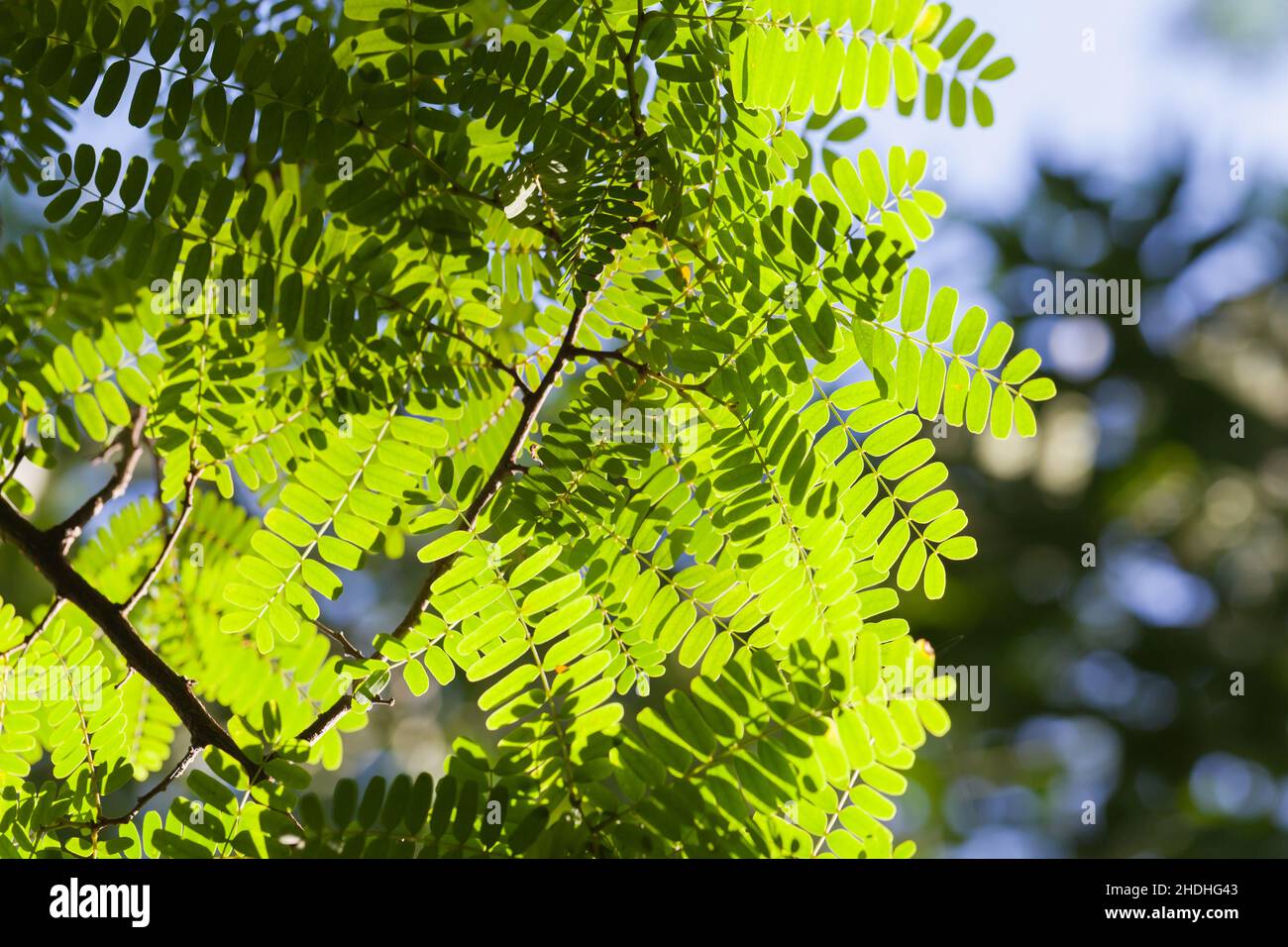 Frische grüne Blätter im Sonnenlicht. Natürliches Sommerhintergrundfoto Stockfoto