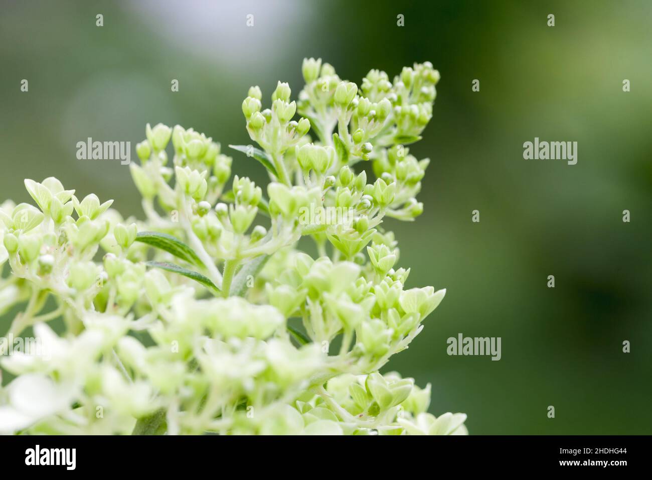 Hortensien hellgrünen Blüten, Makrofoto mit selektivem Weichfokus Stockfoto