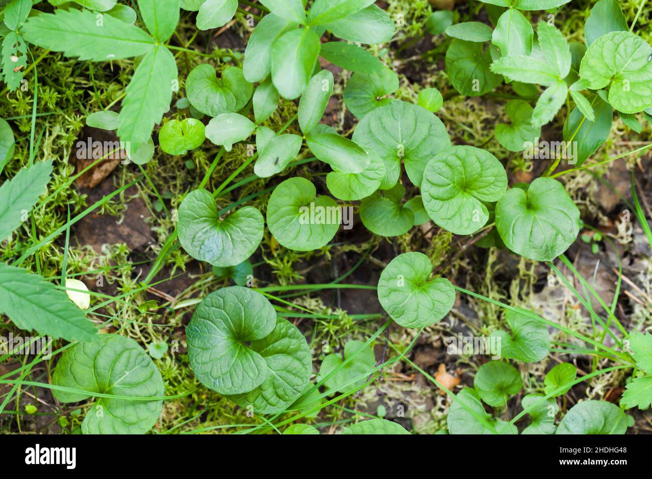 Grüne Blätter einer kleinen krautigen Pflanze auf einem Waldboden. Dichondra carolinensis, allgemein bekannt als Carolina-Ponysfoot Stockfoto