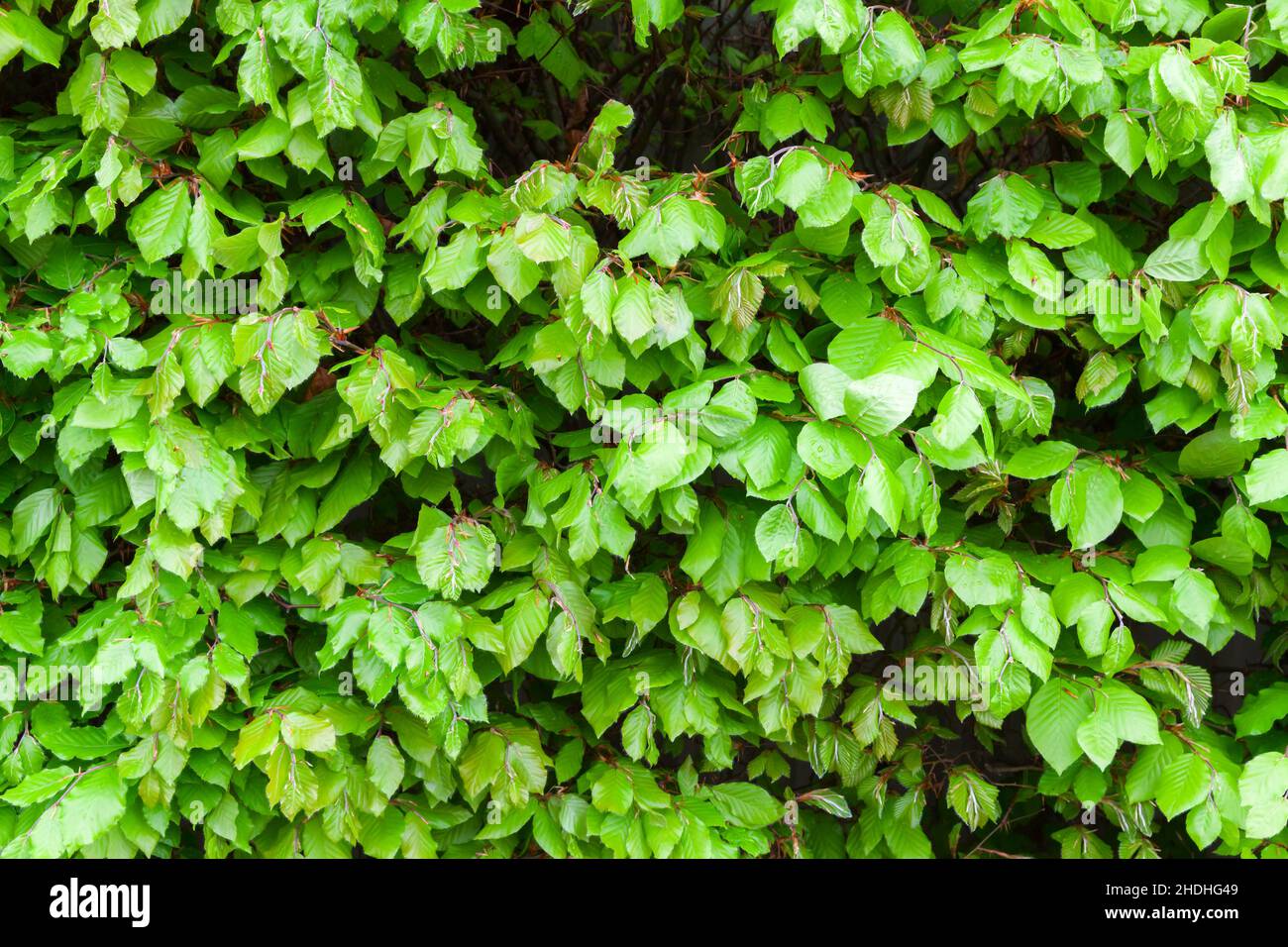 Garten Wand aus grünen Blättern, natürlichen Hintergrund Foto Stockfoto