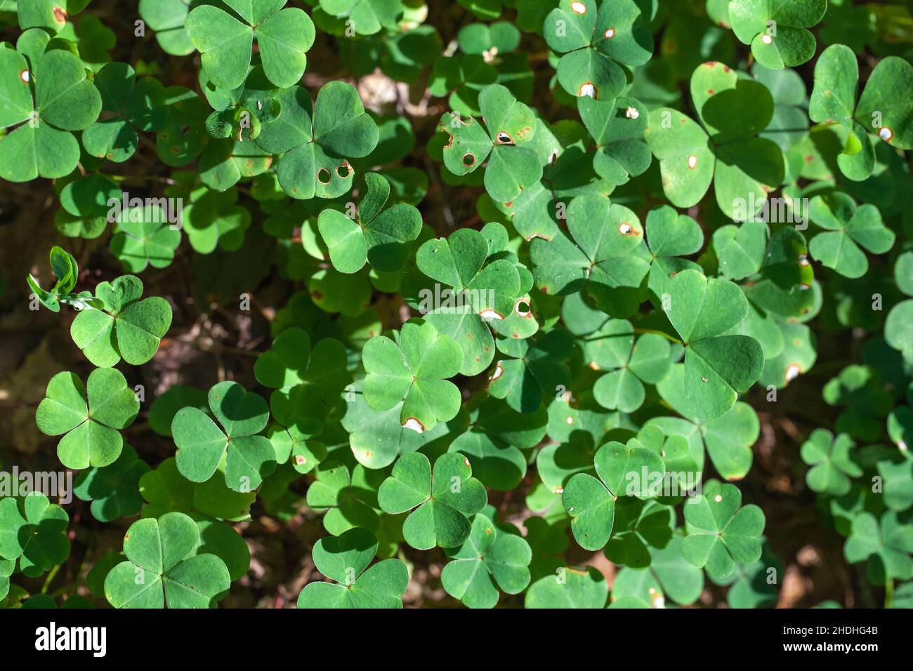 Grüne Blätter von Oxalis acetosella wachsen in einem Wald Stockfoto
