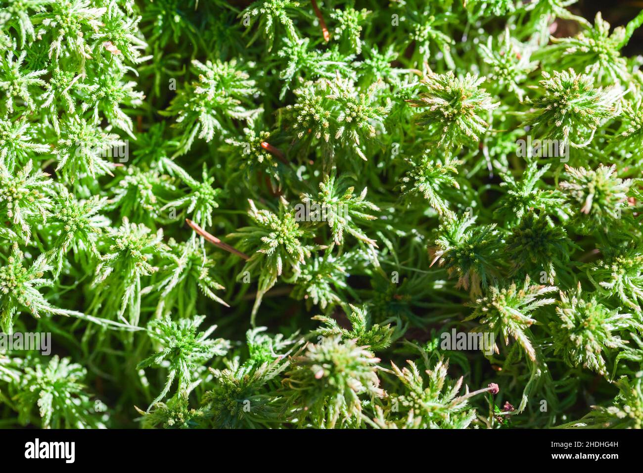 Grünes Moos, Makrofoto mit selektivem Weichfokus Stockfoto